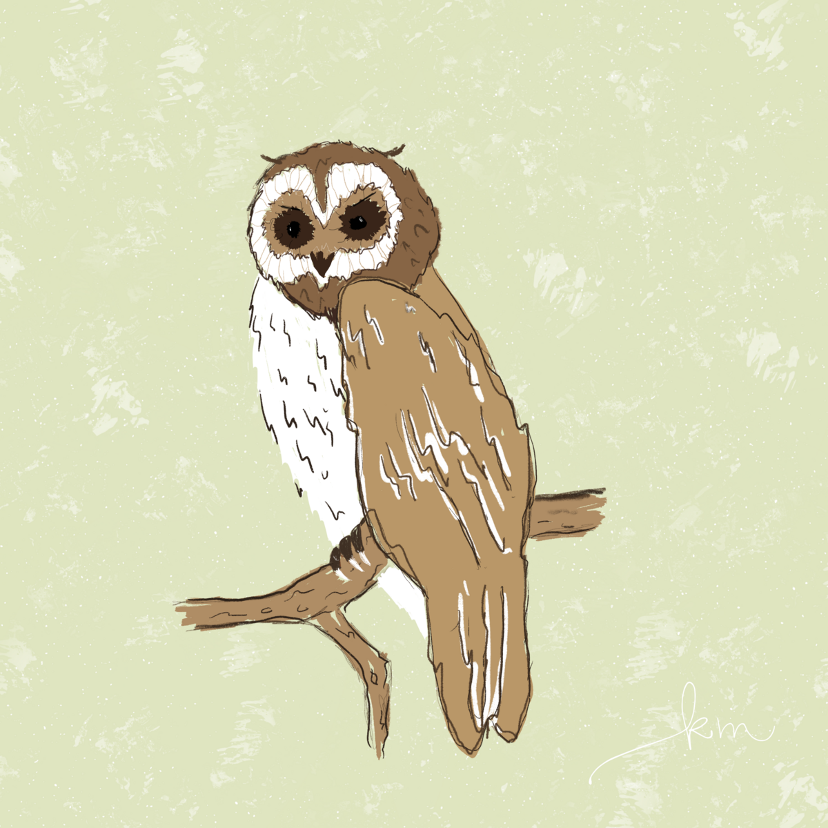 Owl_