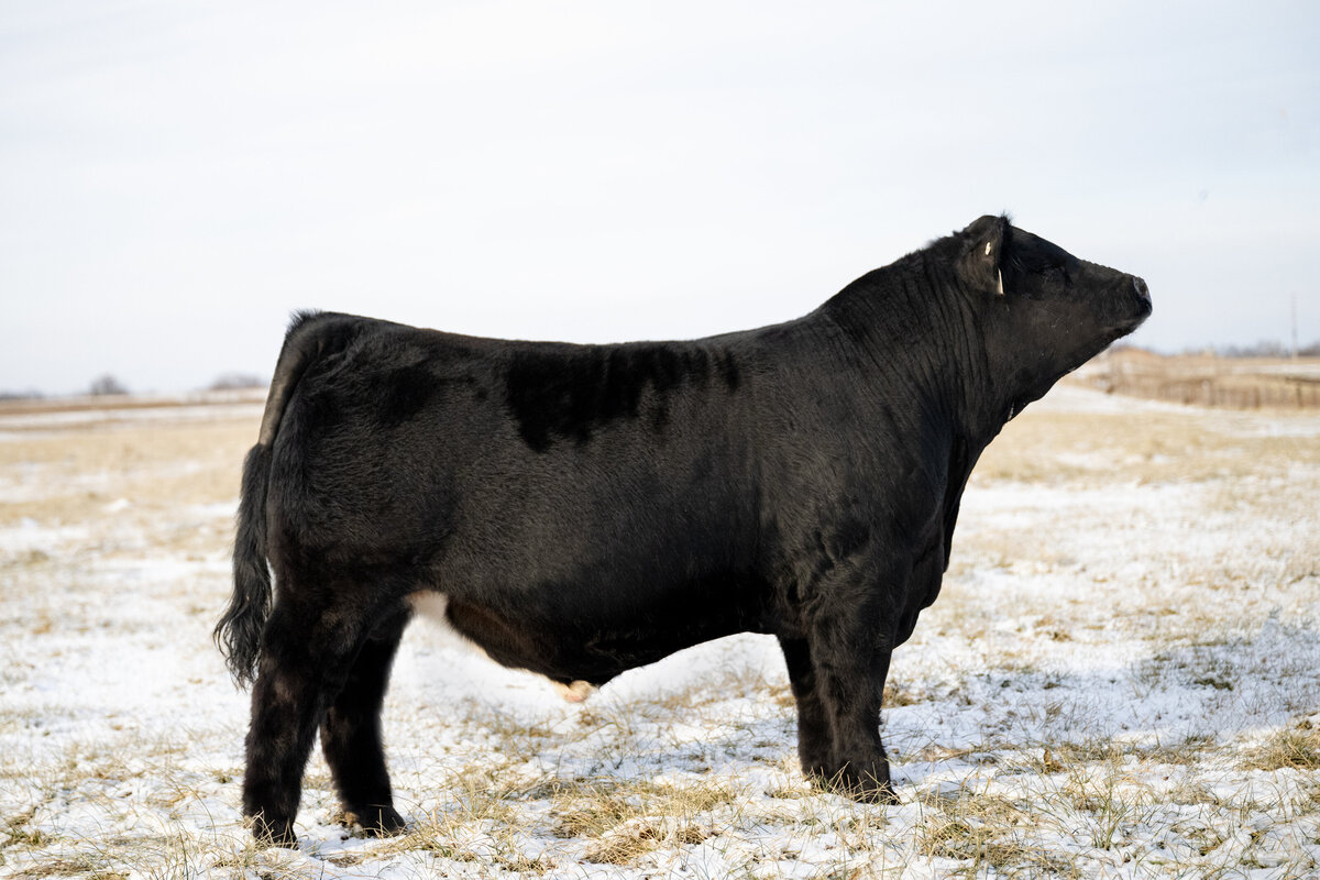 bull sale photo