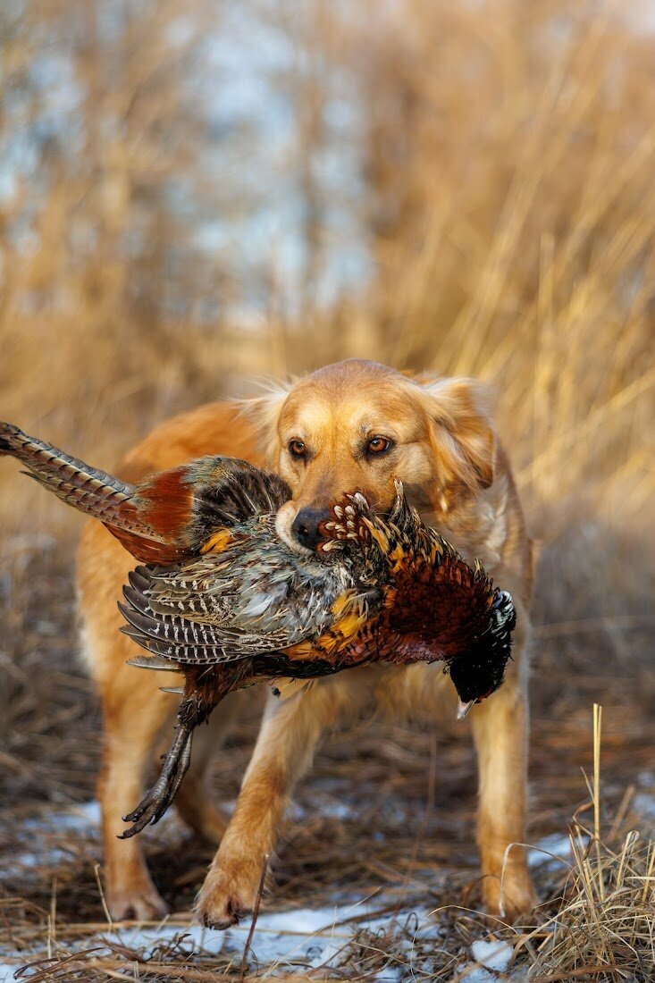 Appelgate-golden-retriever-puppies-Emmie-10