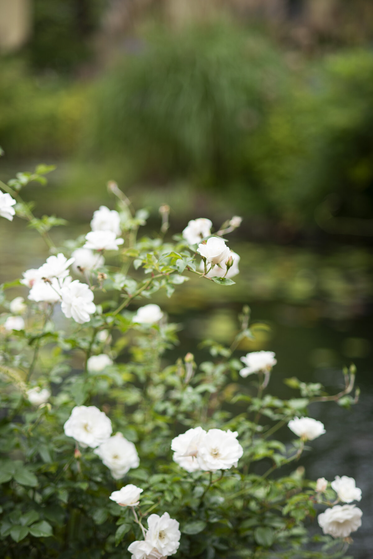 mirbeau1