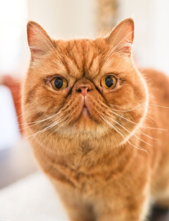 lilla-bordas-portraits-tampa-CAT-photographer1201