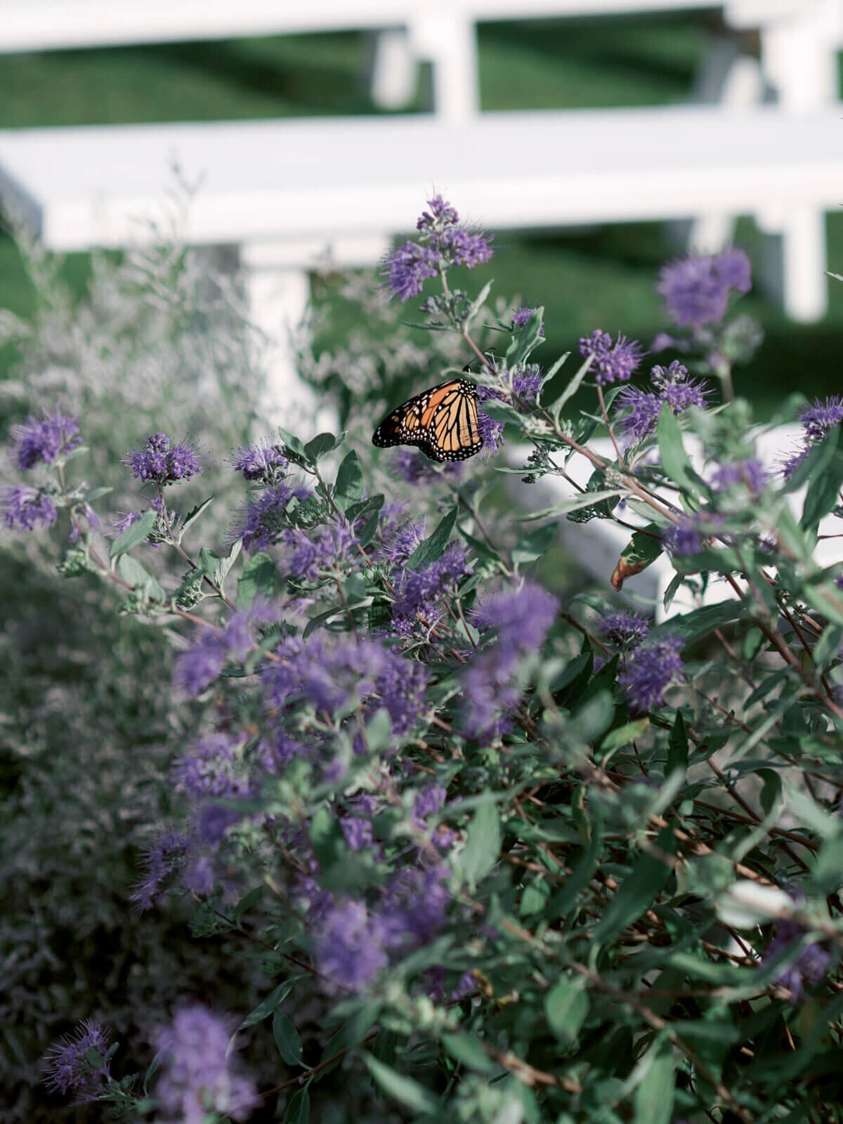 A pretty butterfly is on a bunch of beautiful purple flowers at The Ausable Club, New York. Image by Jenny Fu Studio.