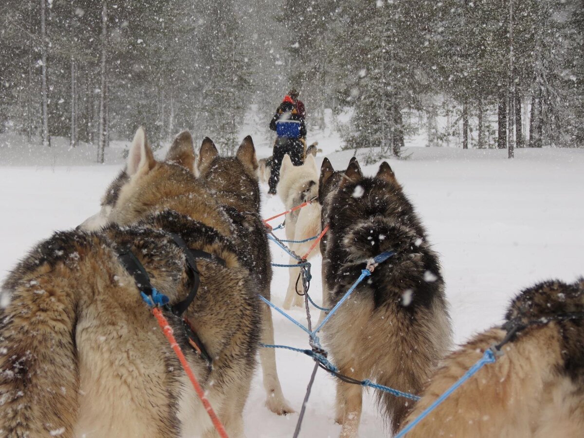 Lapland-De Reistoko-Lapland Danique en Frank husky