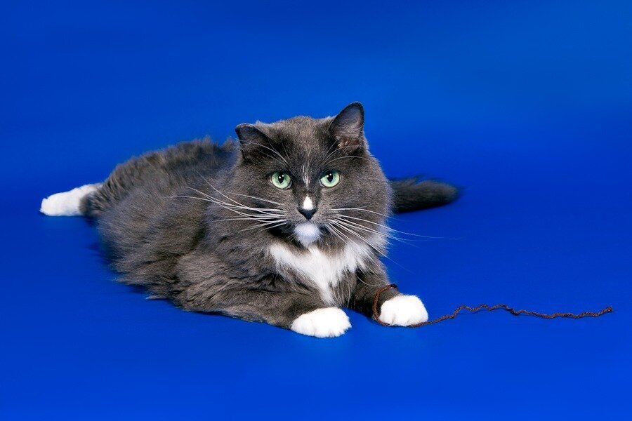 studio pet portrait of a gray cat on a blue ground