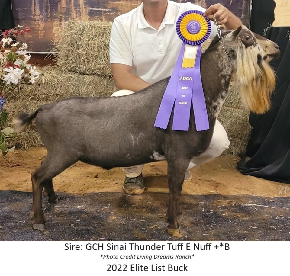 sire
