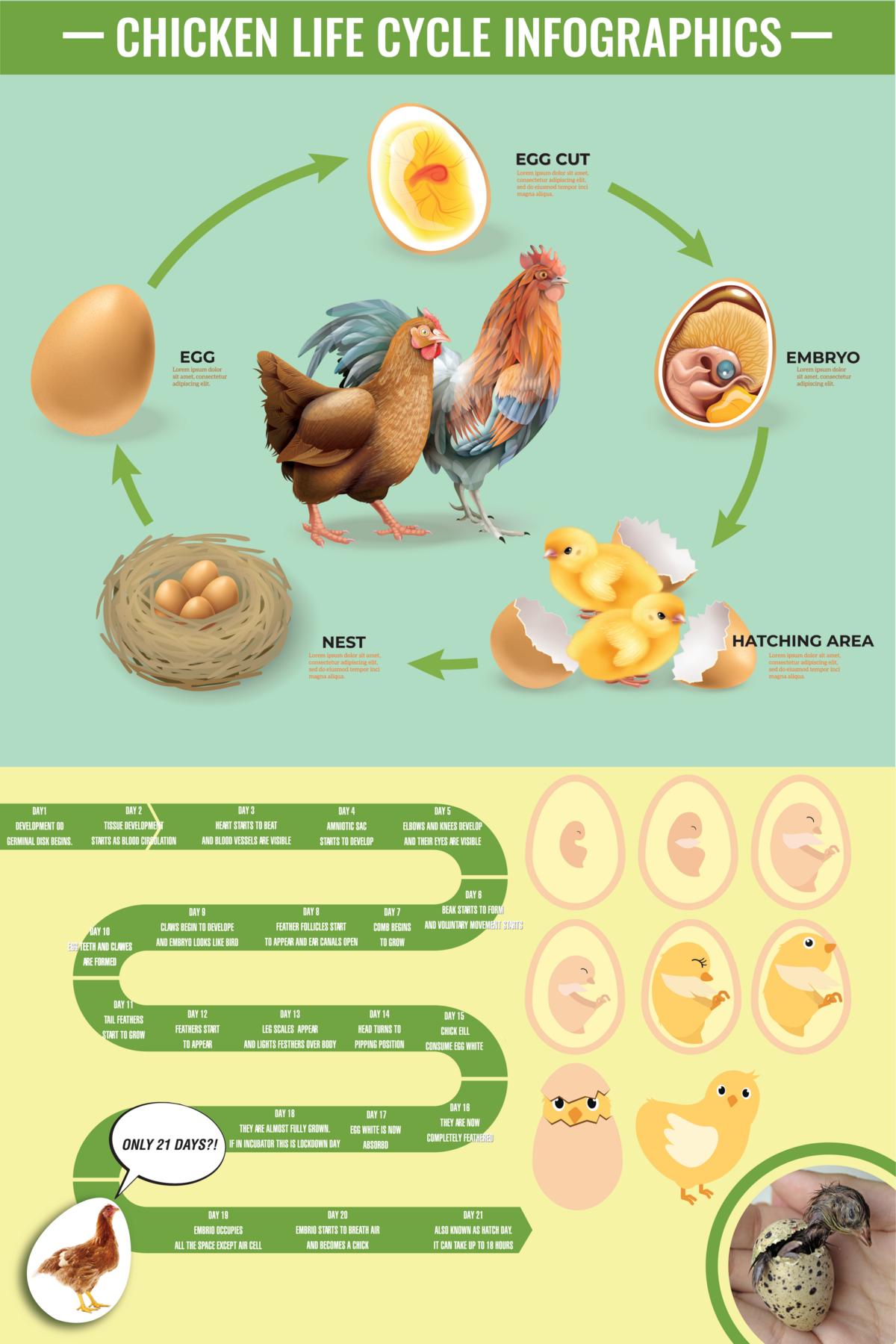 Chicken Life Cycle_9.10.21-02