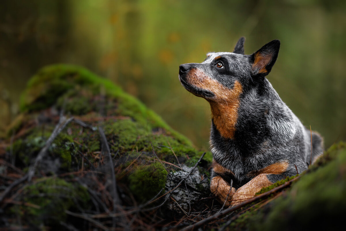australian-cattle-dog-woods-idaho copy