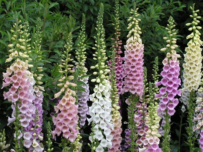 digitalis1