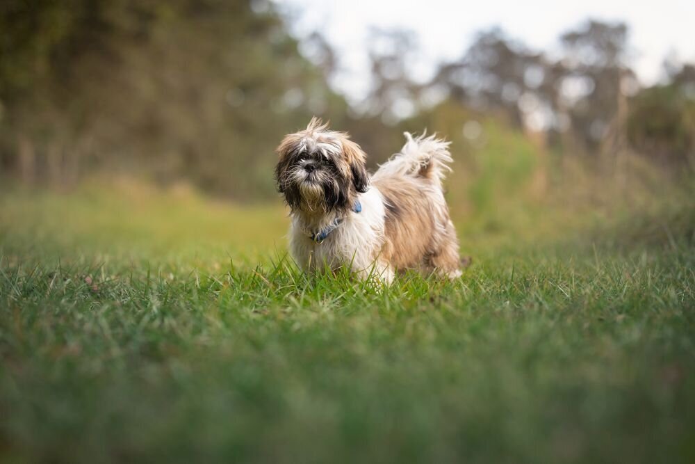 lilla-bordas-portraits-tampa-DOG-photographer1439_1