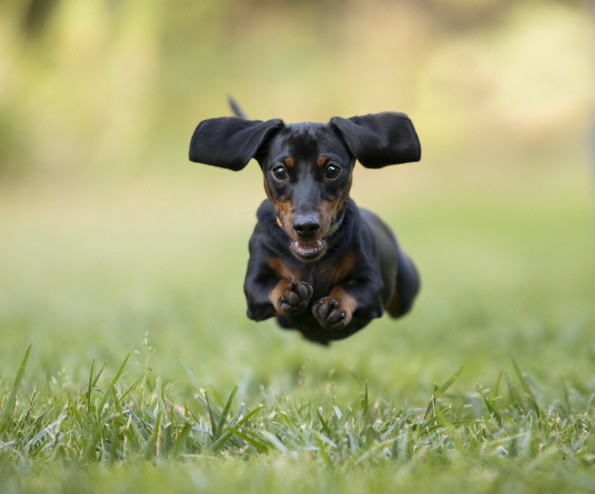 brand pet photographer 6 copy
