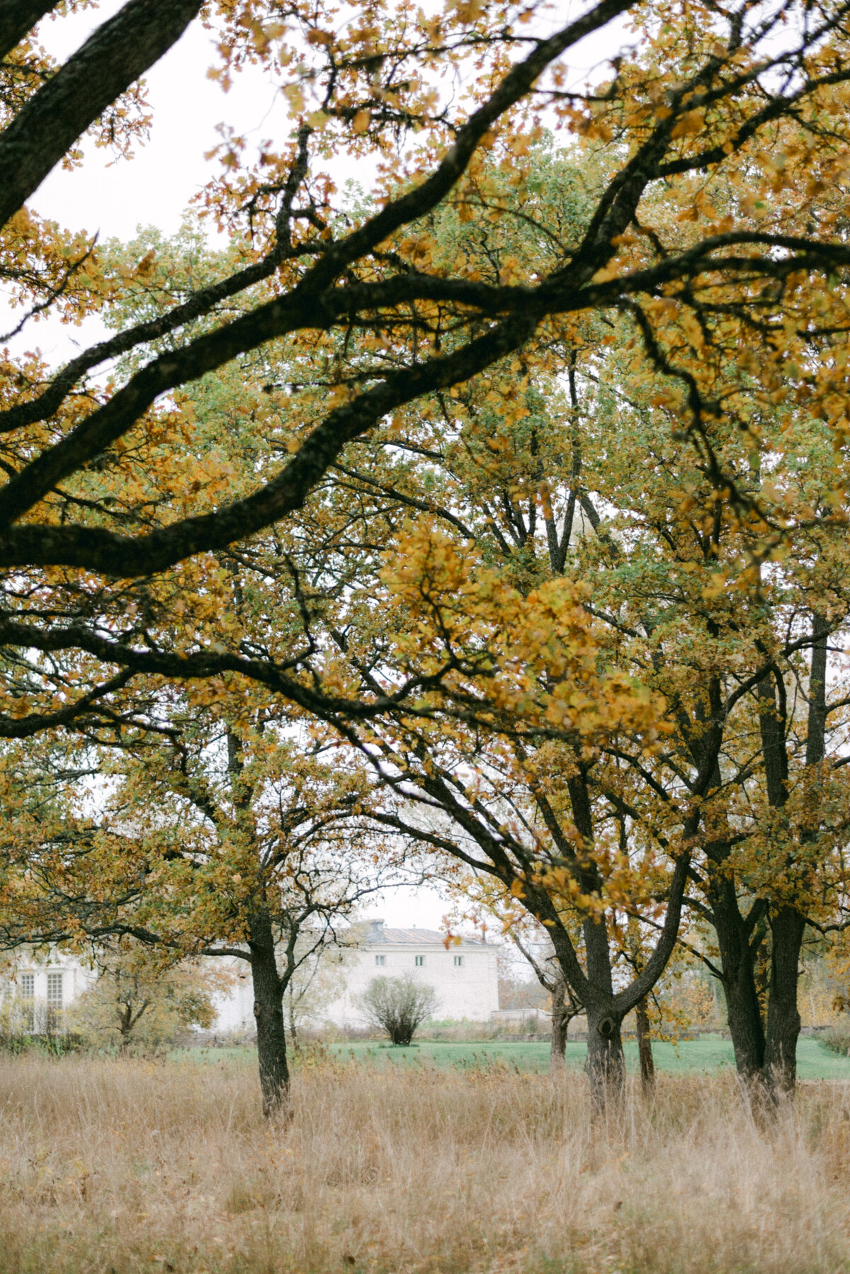 Autumn trees and colours and the orangerie in Oitbacka gård