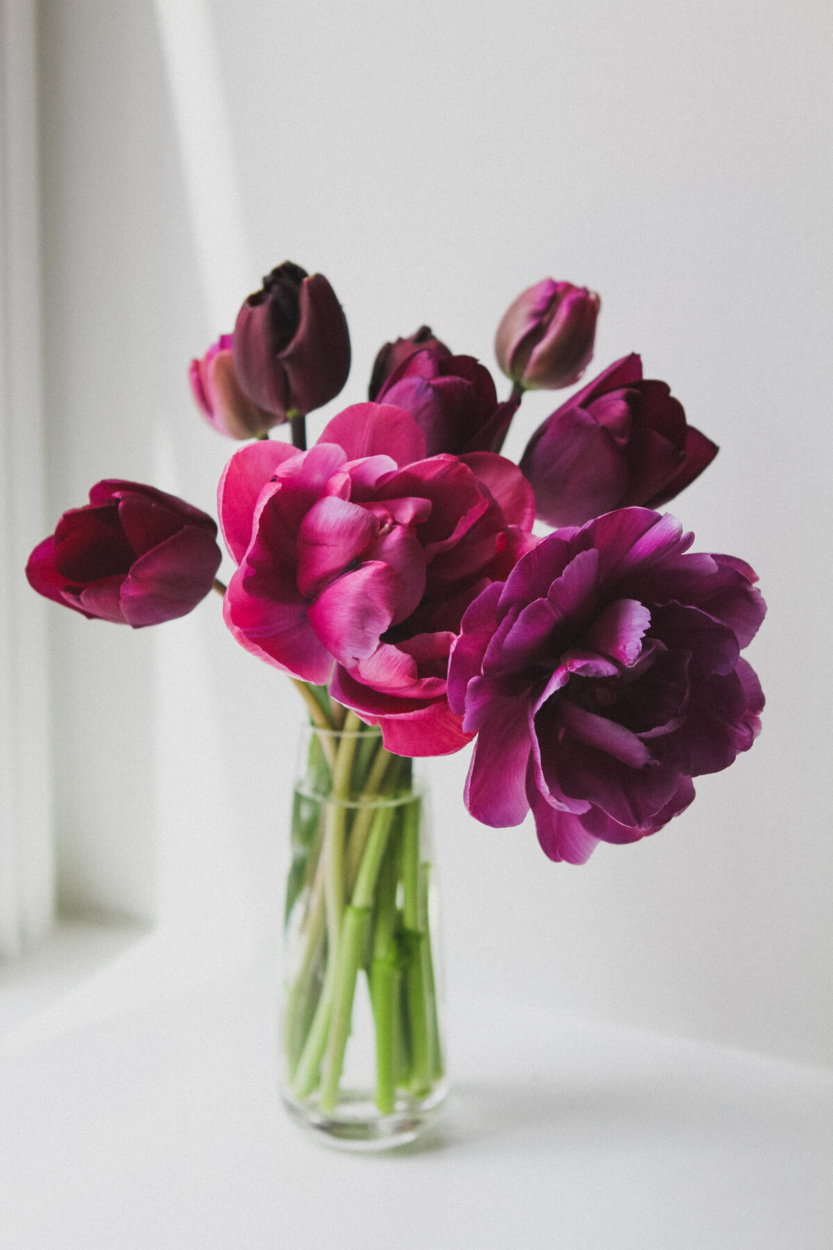 tulips-darkpurple-flower