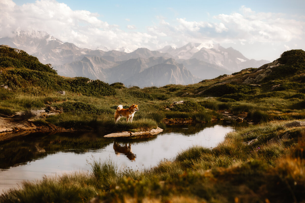 mountain lake dog switzerland