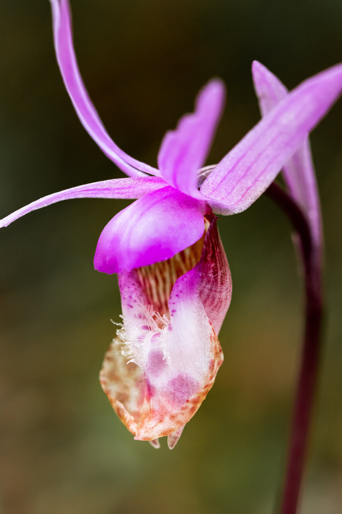 Wildflower photo pink fairy slipper wild orchid, Missoula, MT