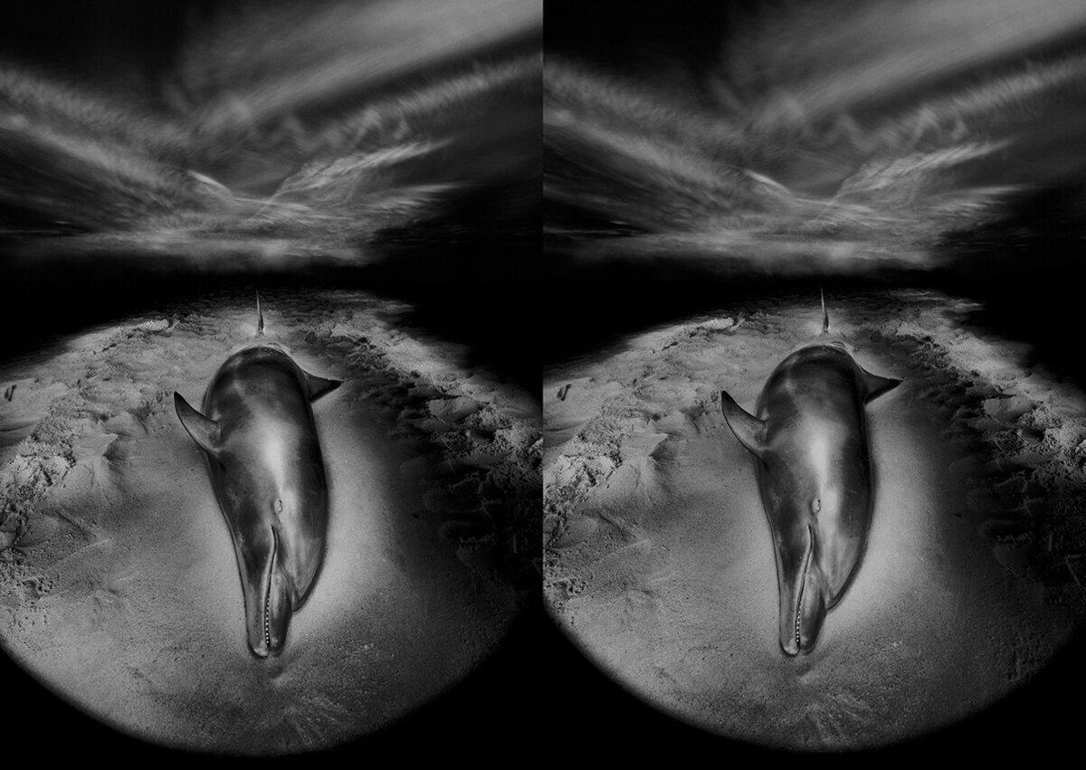 ST_Cetacean