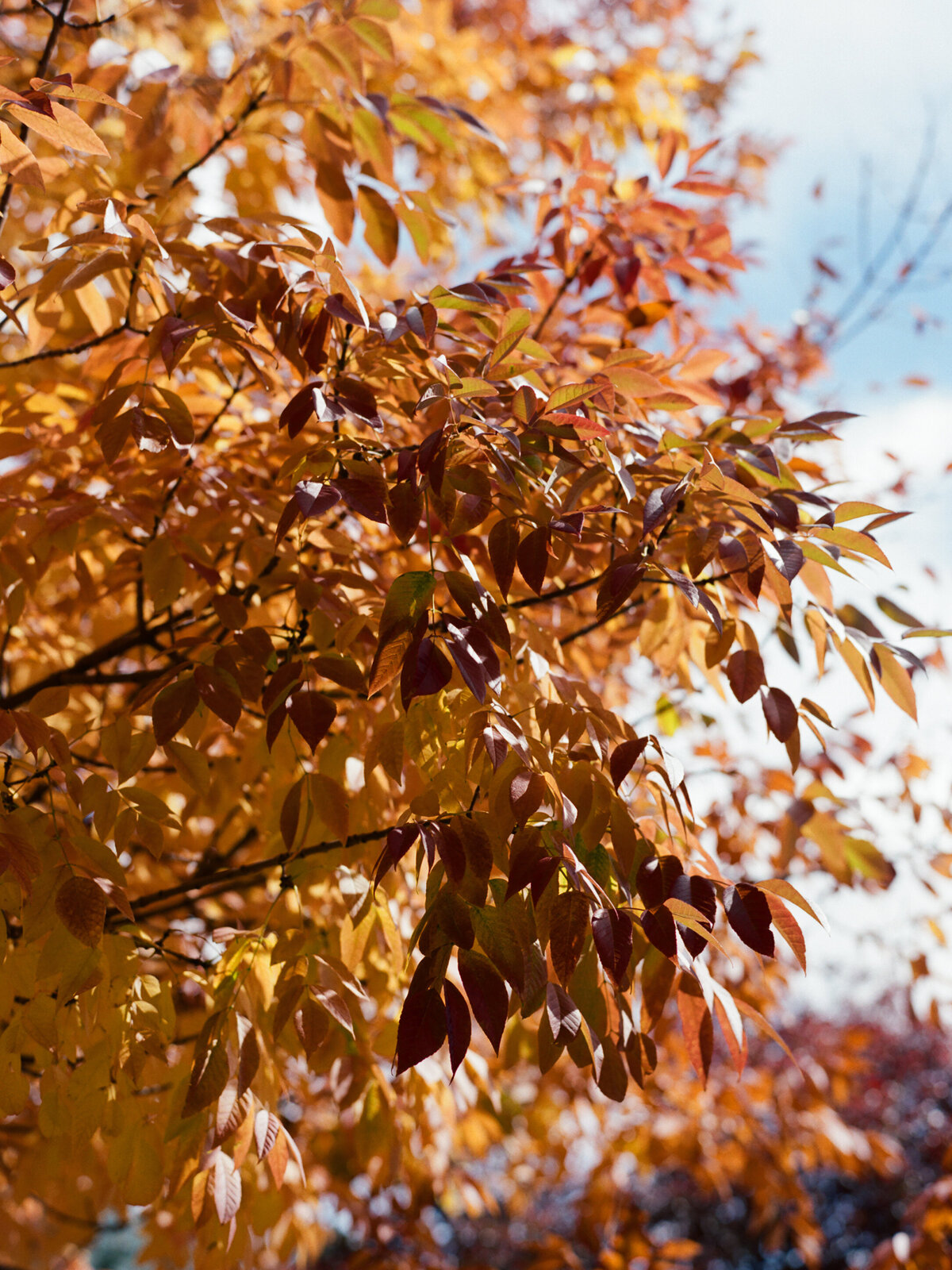 Lauren & Seth Wedding-3