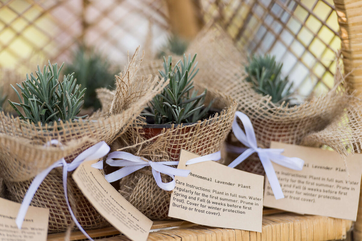 small plants of lavender given to attendees as gifts as part of Soiree in the Field.  Captured by Ottawa Event Photographer JEMMAN Photography COMMERCIAL