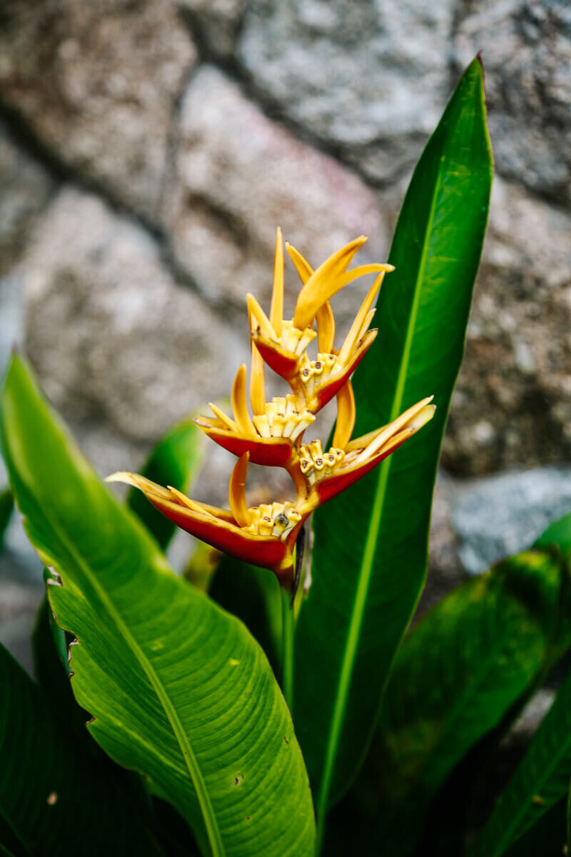 Yellow flower.
