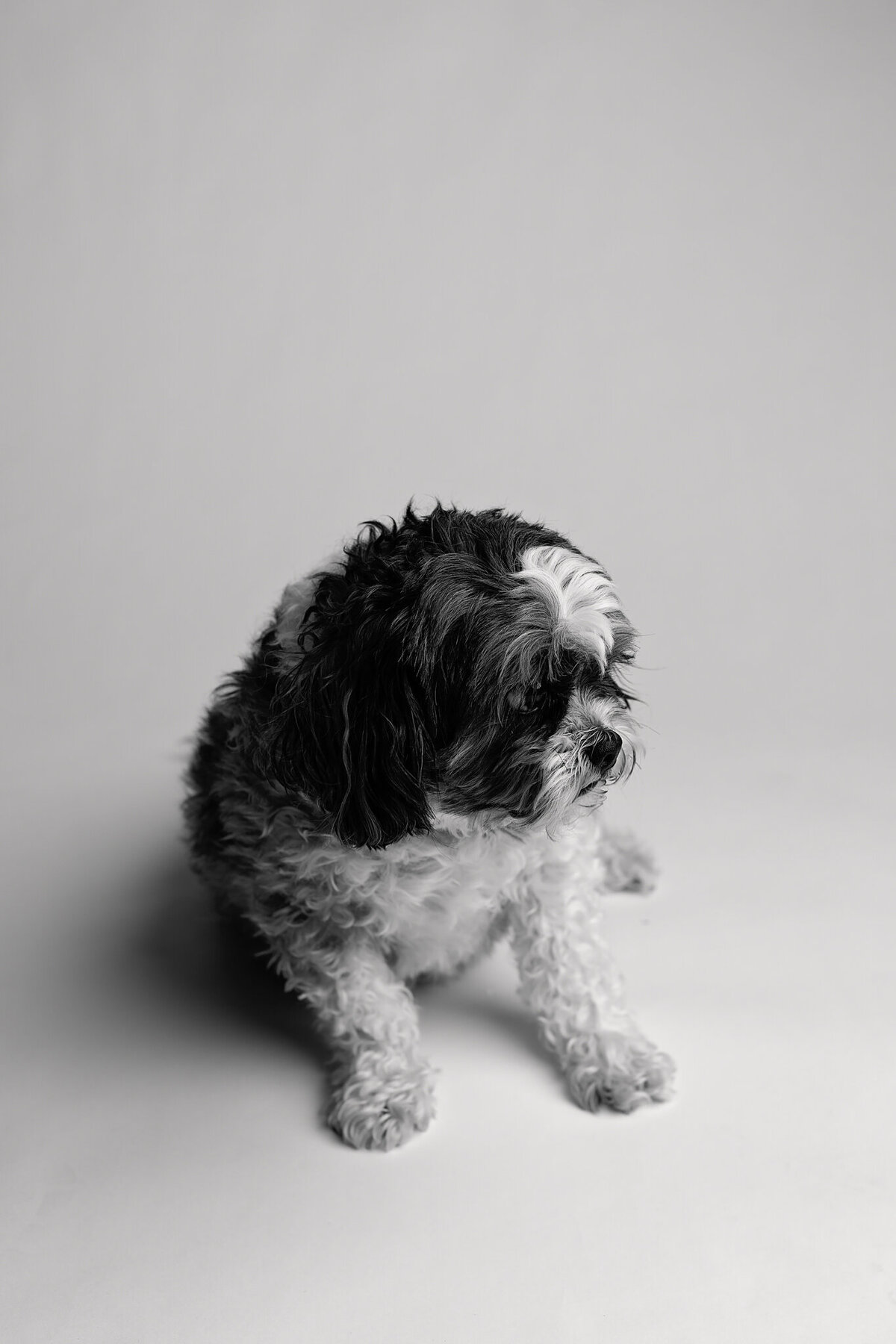 Northwest-Arkansas-Dog-Photographer-1