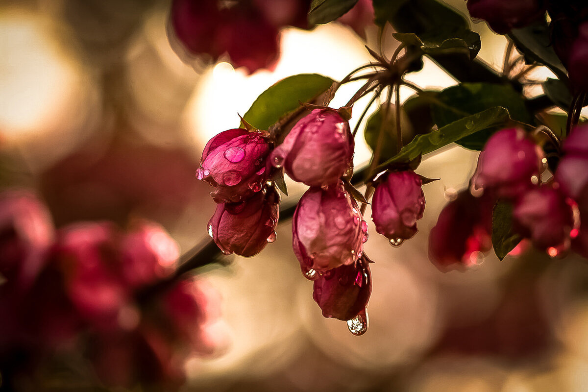 Pink Blossoms in Rain JJ v2-2