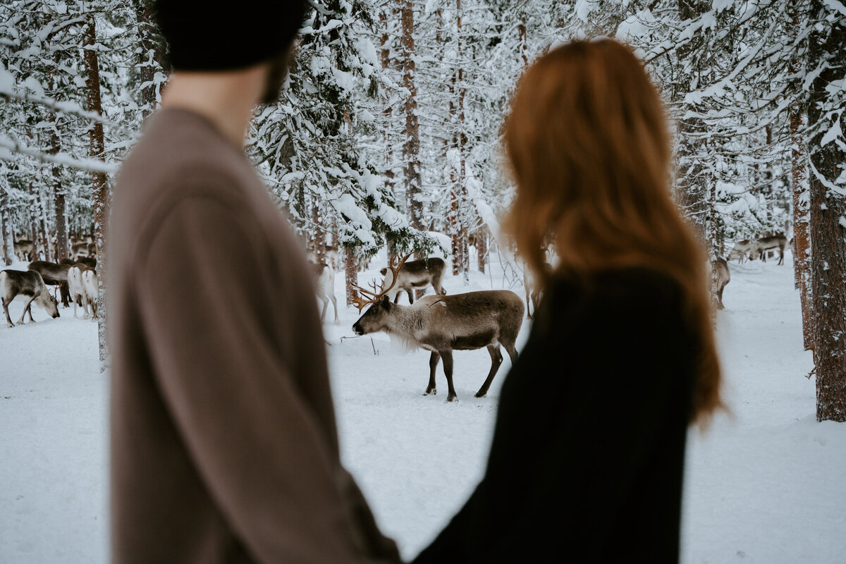 Proposal photography session in Finland with reindeer