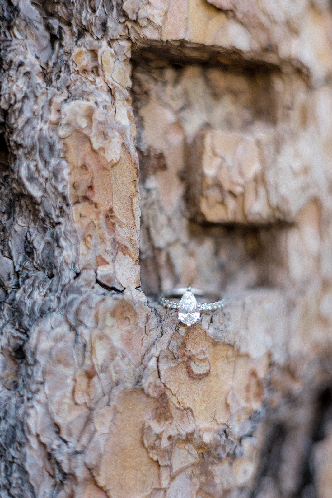 A close-up of a pear-cut engagement ring nestled in the textured bark of a tree