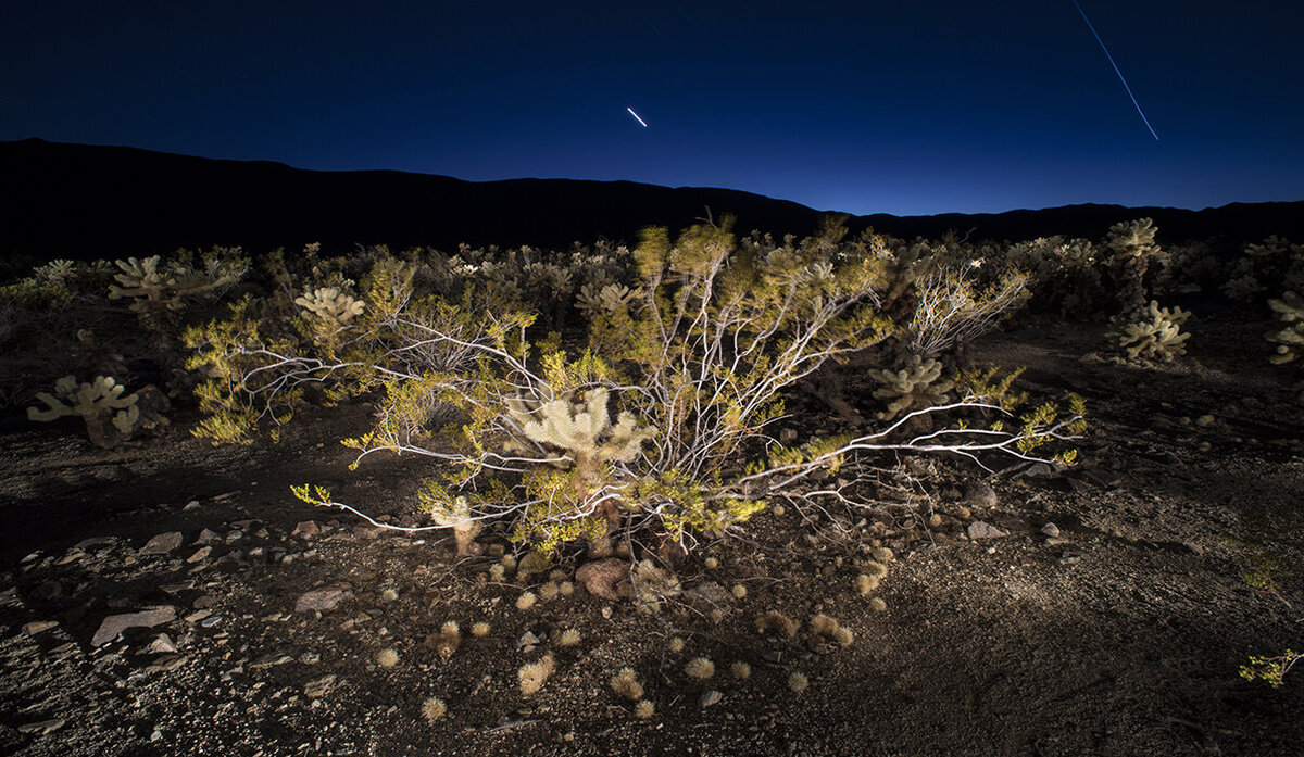 Winter-Solstice-Joshua-Tree