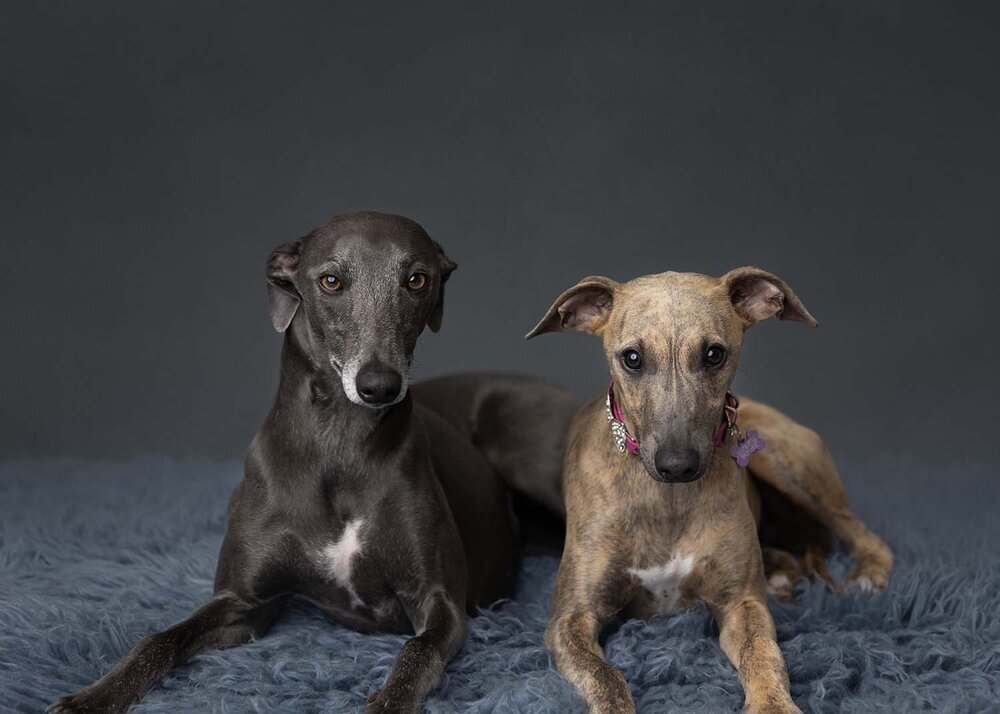 PETS_WHIPPETSPUPPYDOG