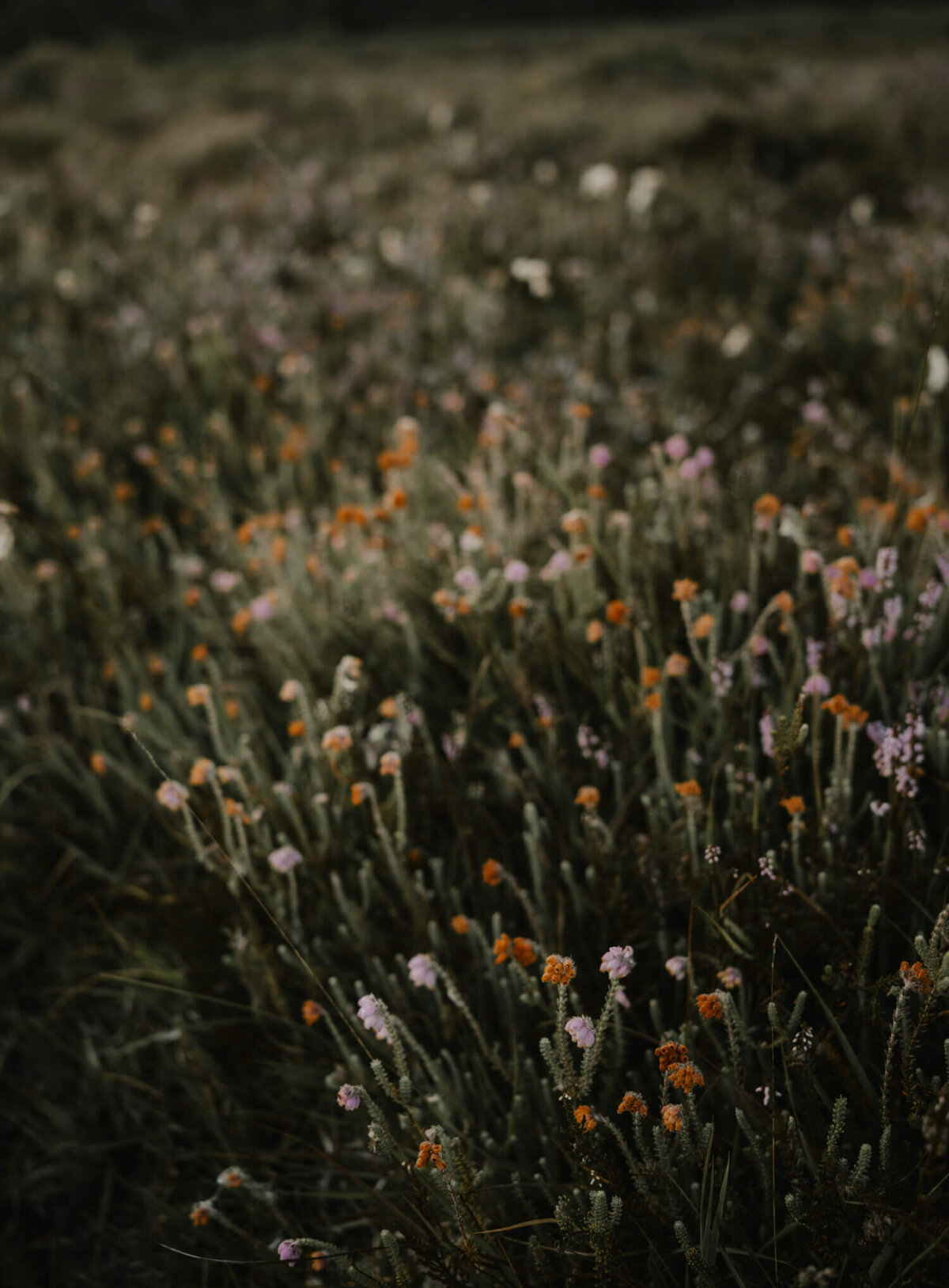 holistic psychotherapy