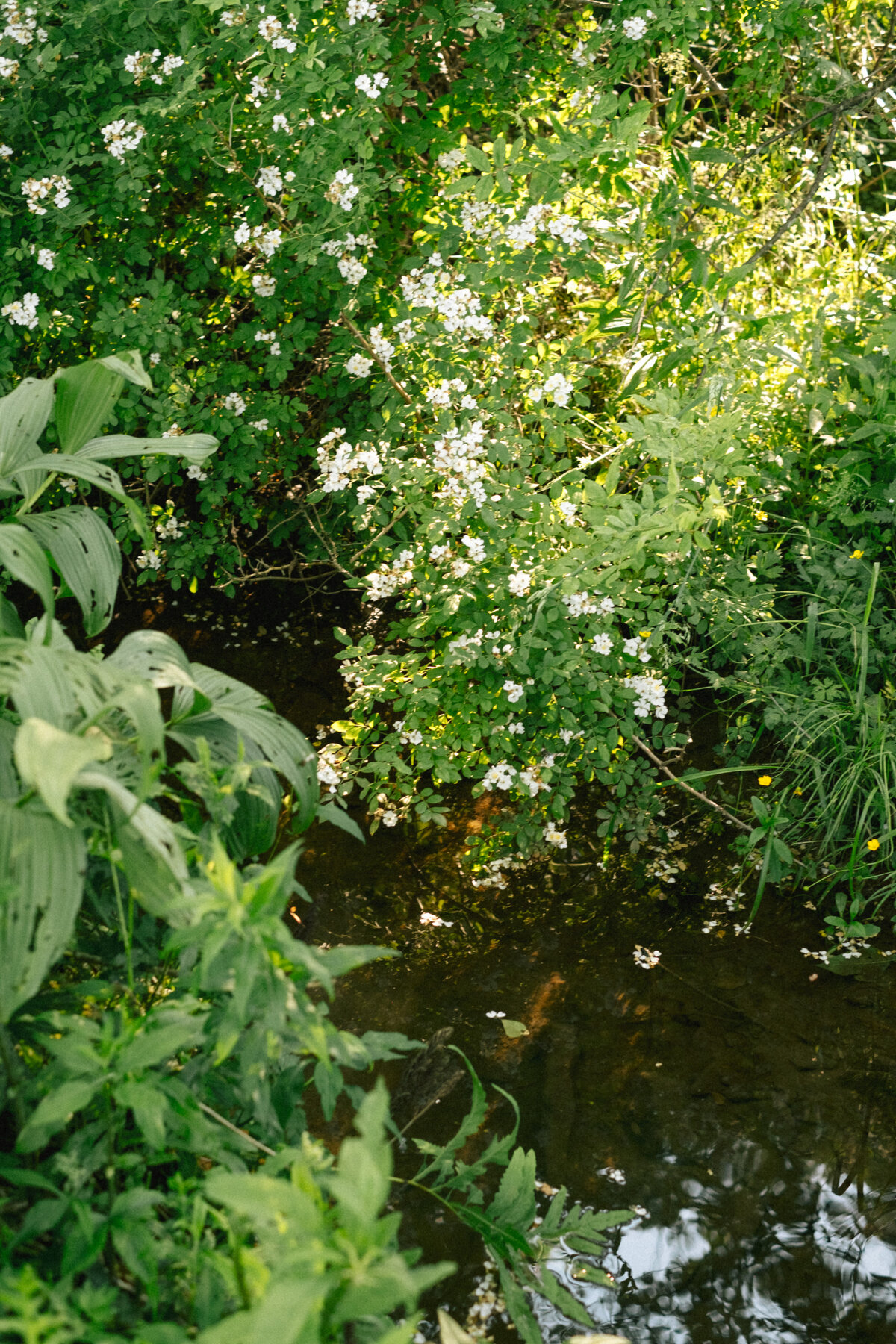 DSCF1340