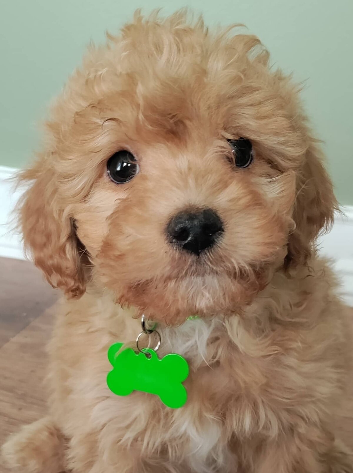 Small Country Mini Doodles Kansas City Cavapoos290068067_1181519729338555_7777070734093971272_n