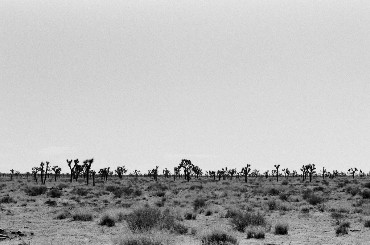Endless-Trees-Joshua Tree