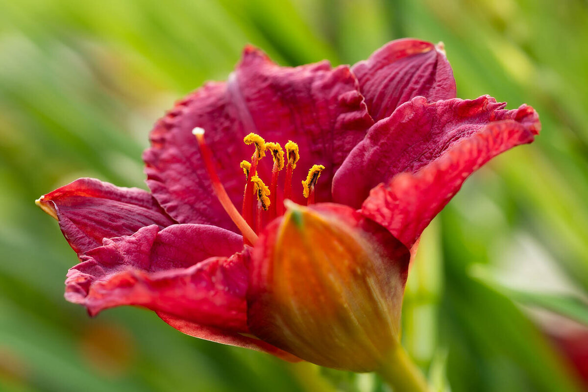 dailily-red-macro
