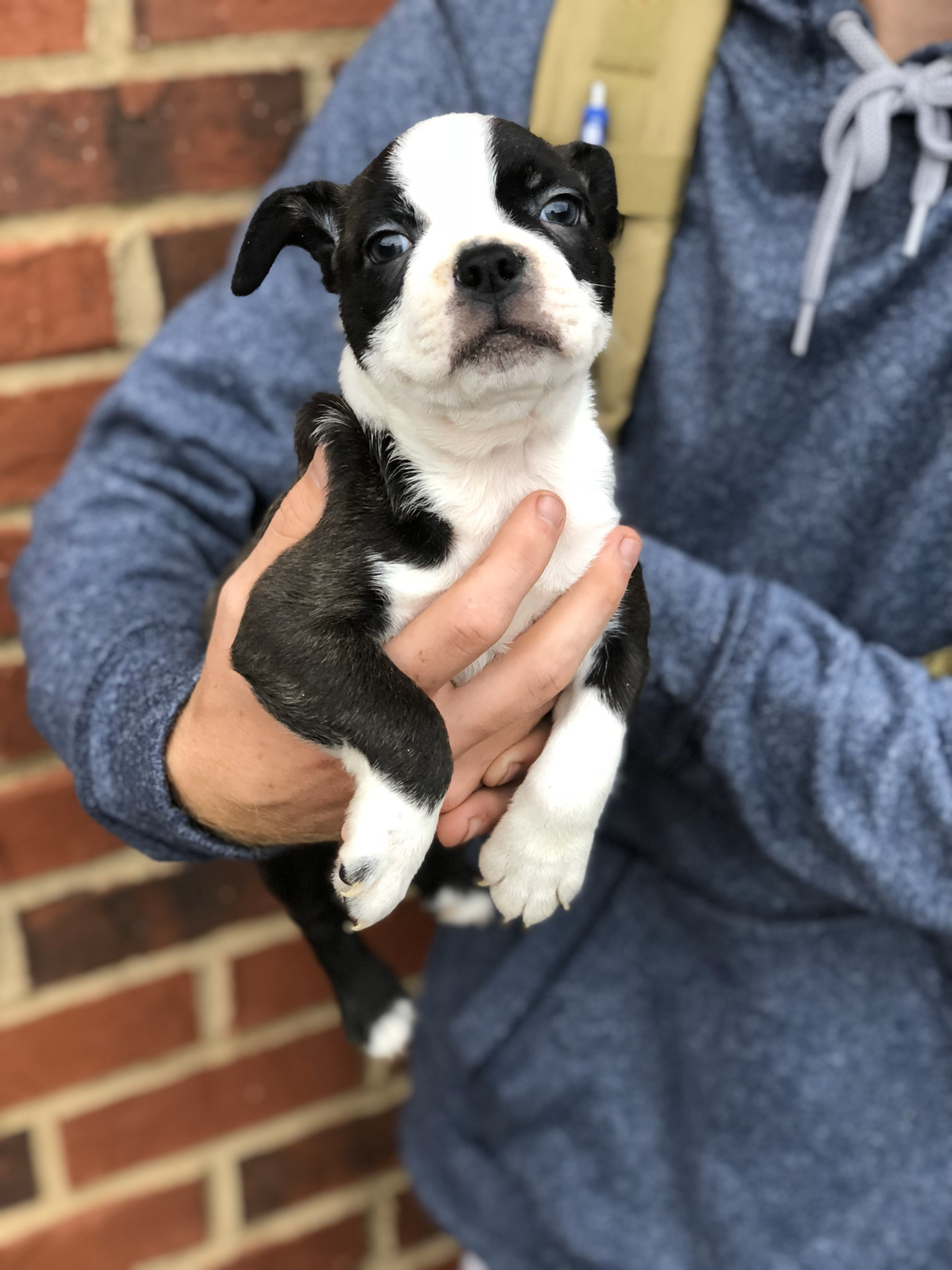 Tuxedo Pups Tuxedo Boston (4)