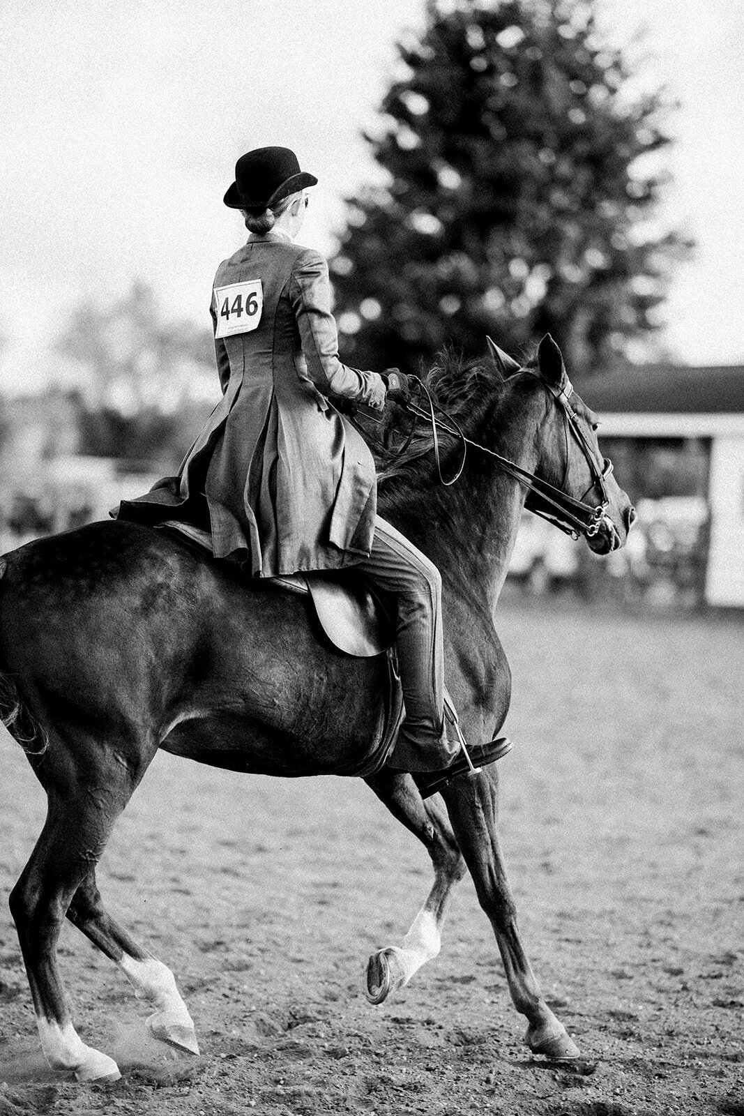 Equestrian Photography398