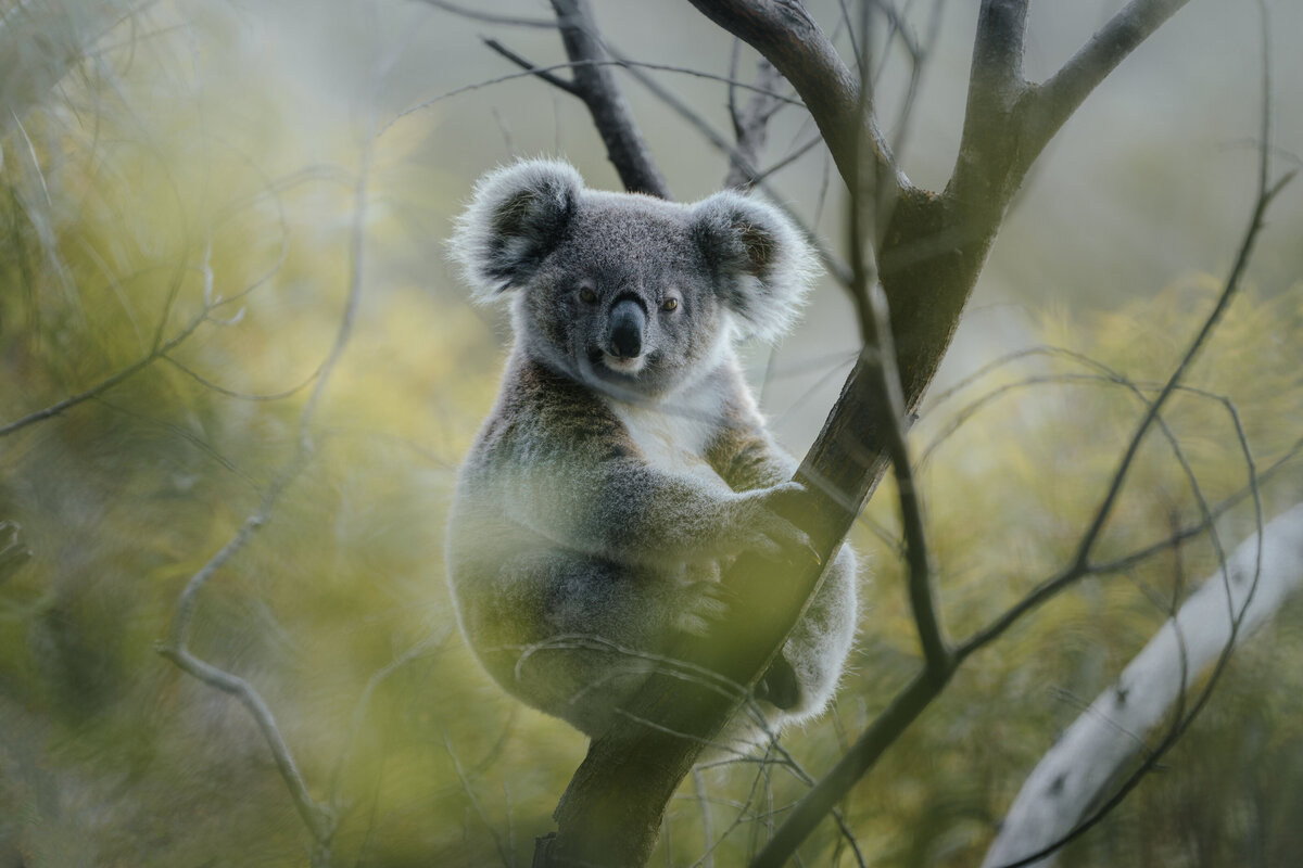 108_koala_helloemilie