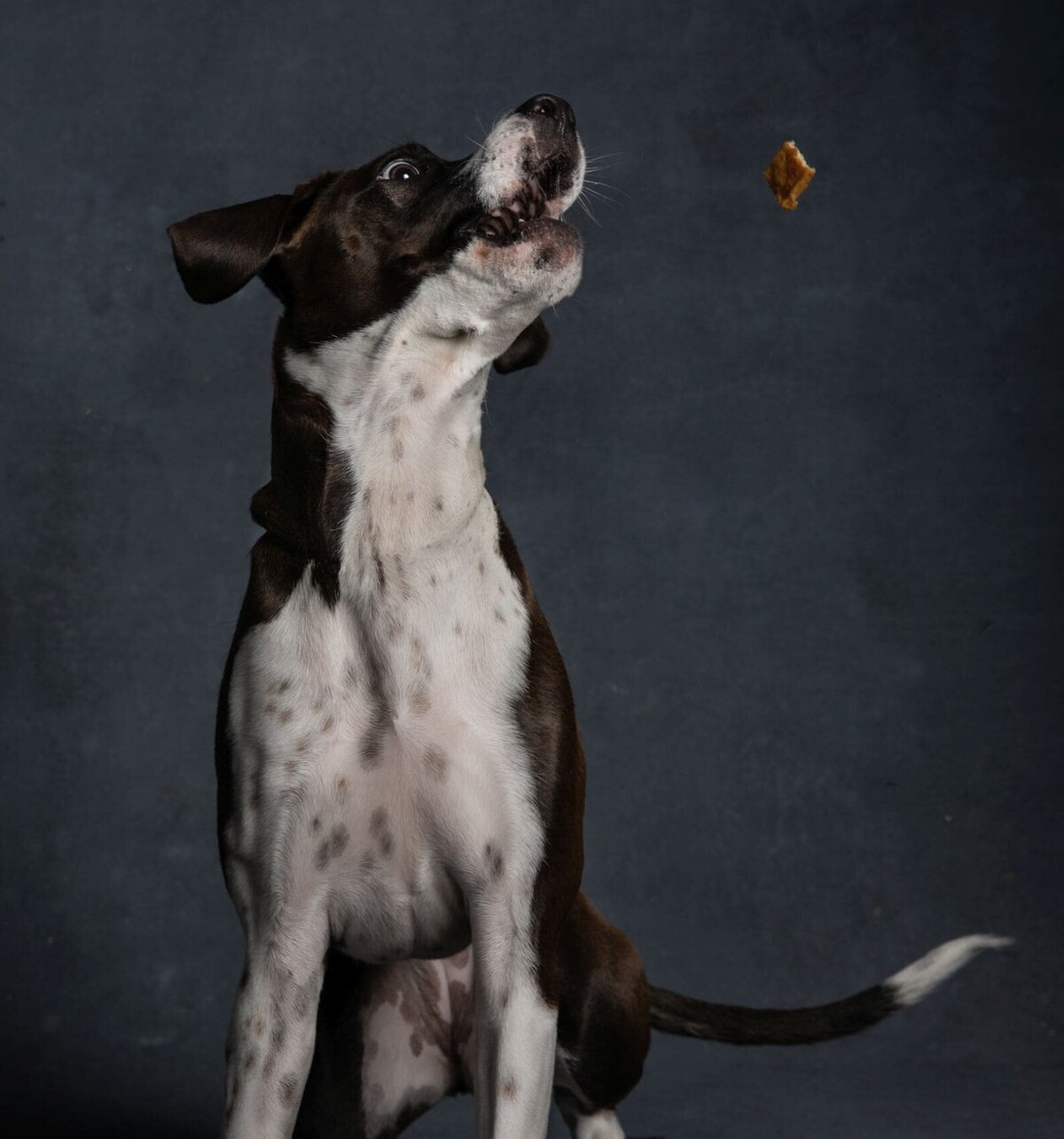 lilla-bordas-portraits-tampa-DOG-photographer1307_2