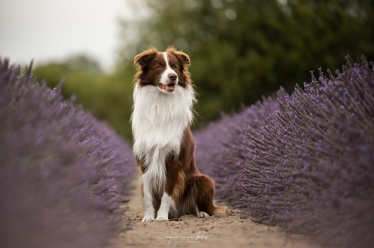 Honden fotograaf Gent