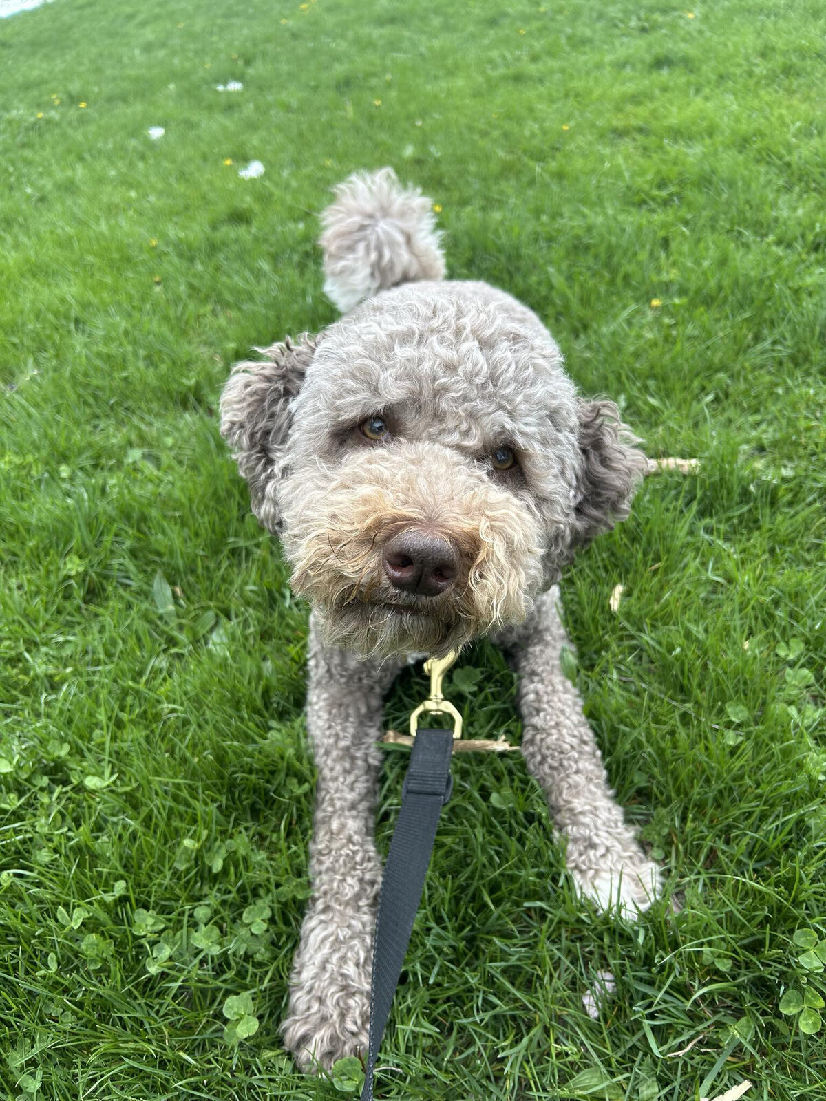 HamiltonToronto-PetSitting-006