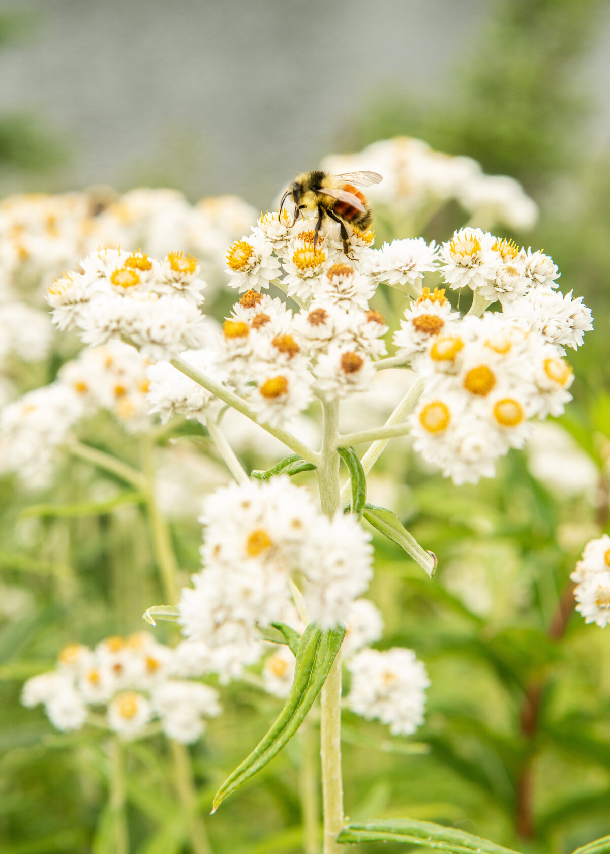Bee Macro Photography Flowers
