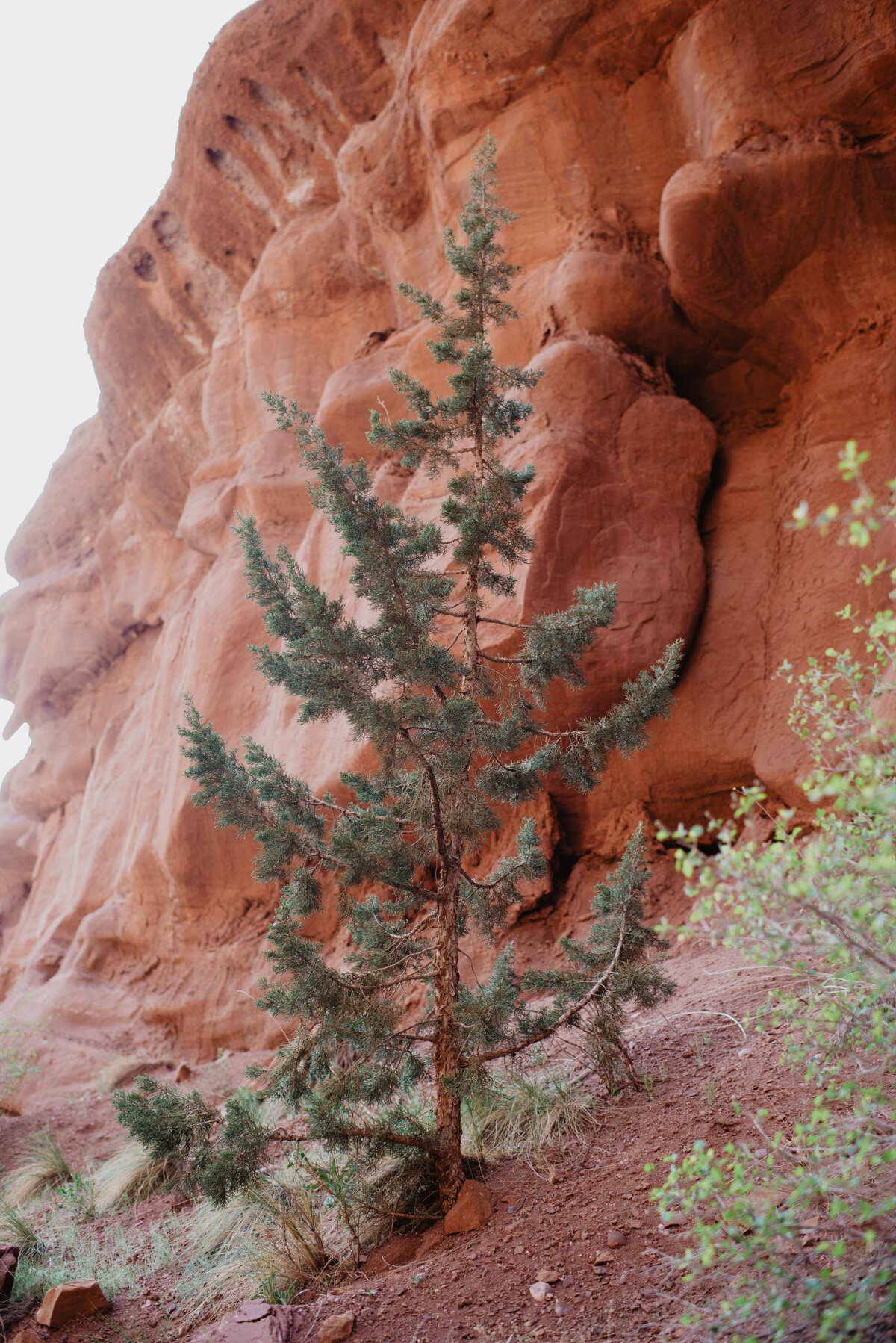 Utah Elopement Photographer captures tree in Moab landscape