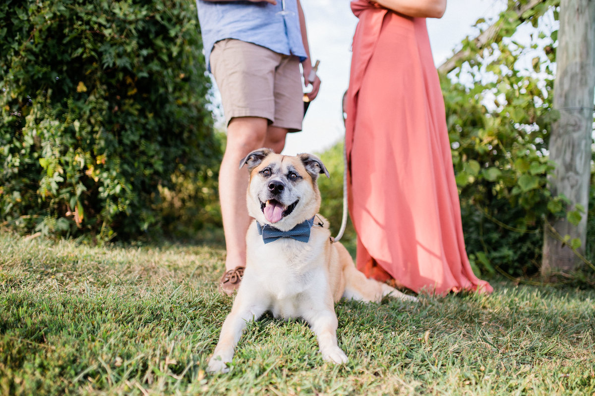 Dog with bow tie during winery engagement session