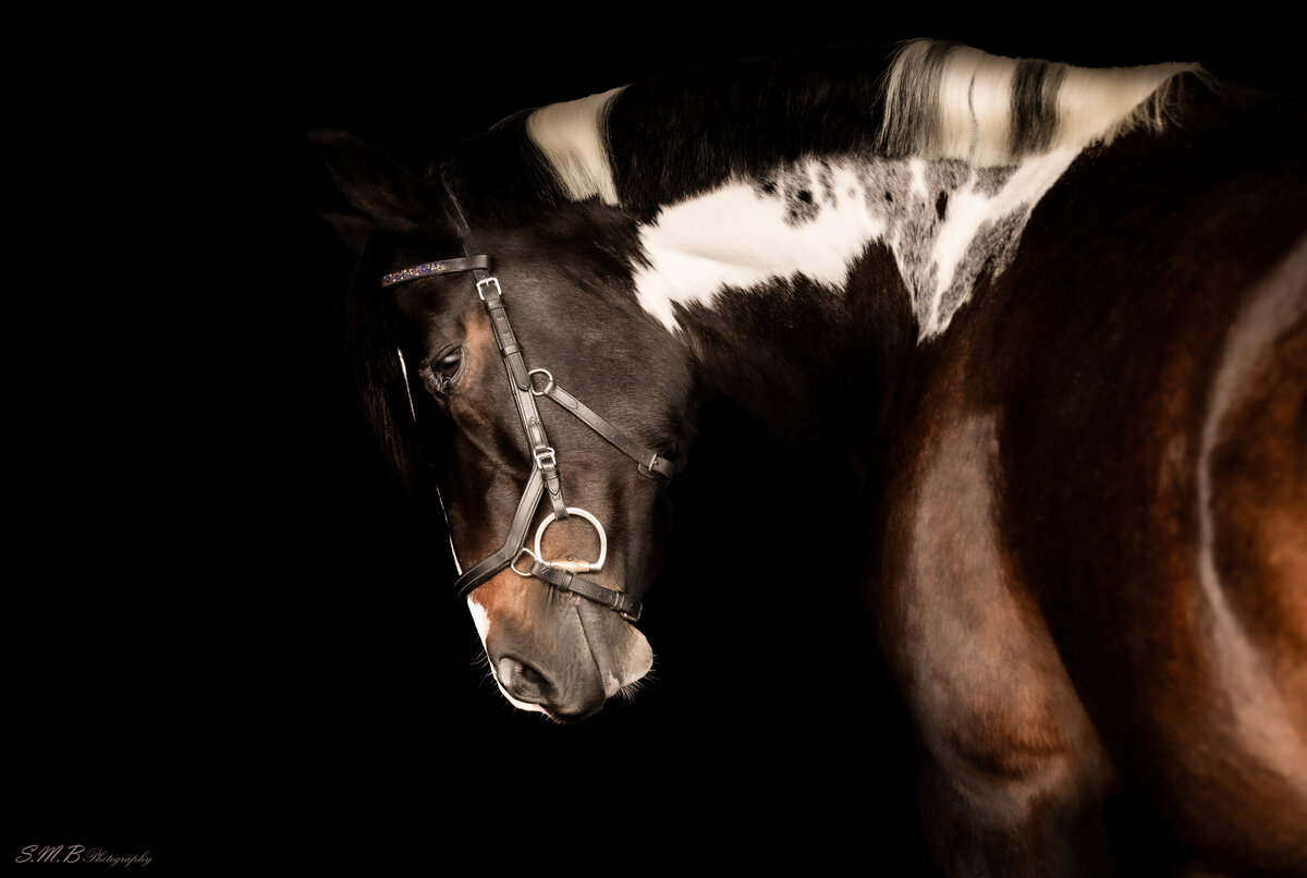 20241029-20241029-_MG_9980 copy