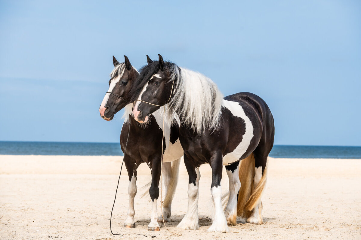 Stilstaande paarden op het strand met Colorful horse preset