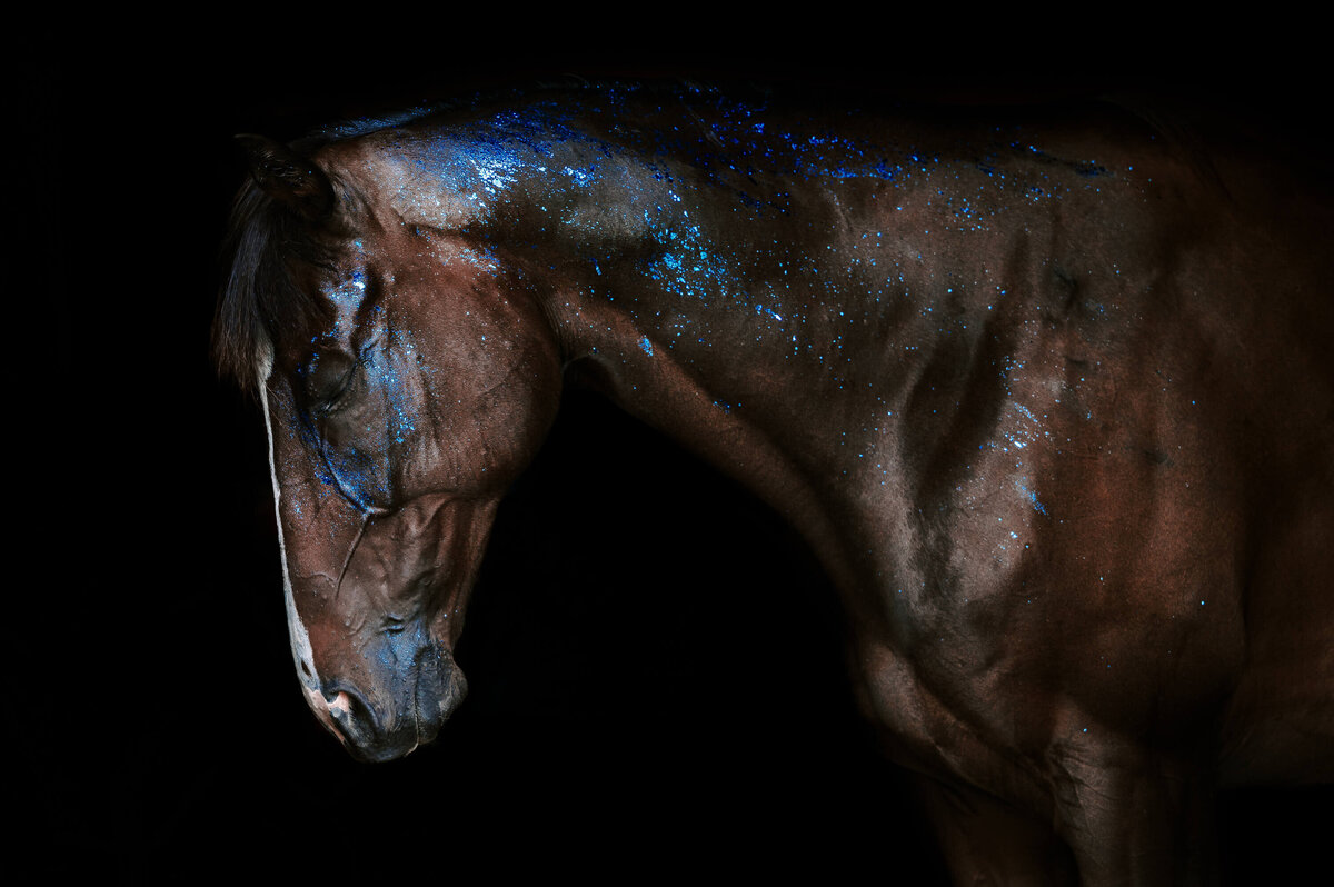equine-fine-art-photographer-blue-foil