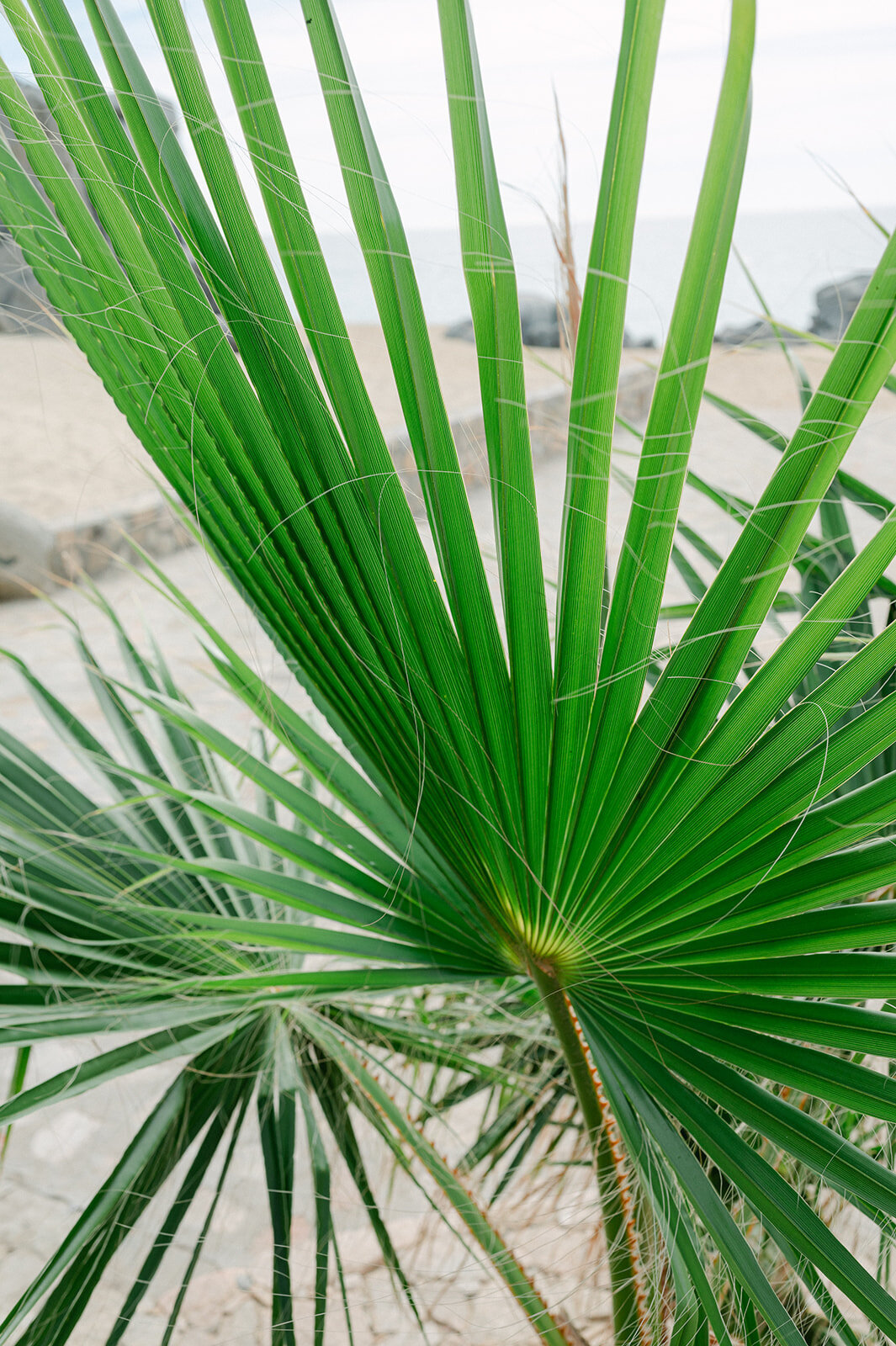 Cabo-Mexico-Wedding-Shannon-Michael-Sarah Woods Photography-394