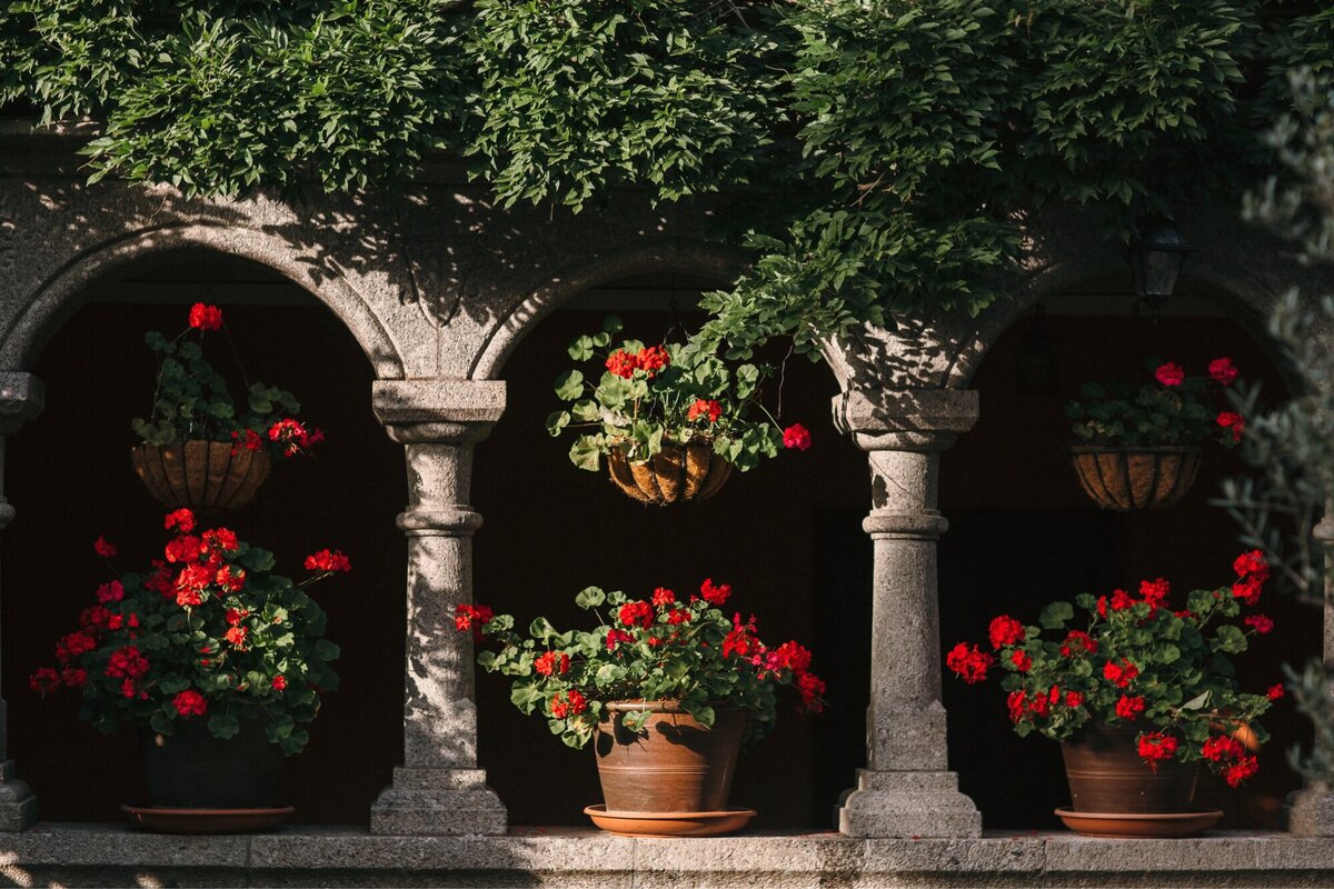 Red Begonias in arches of courtyard garden