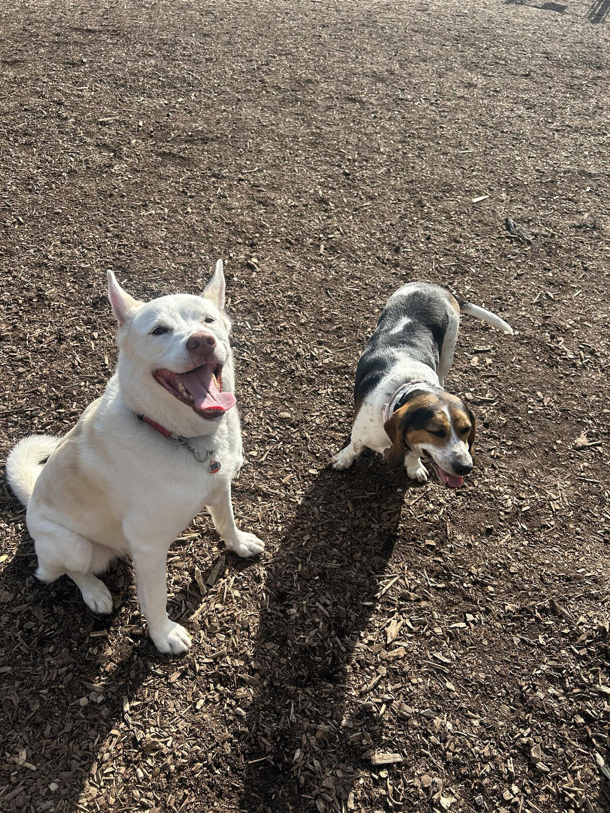 HamiltonToronto-PetSitting-015