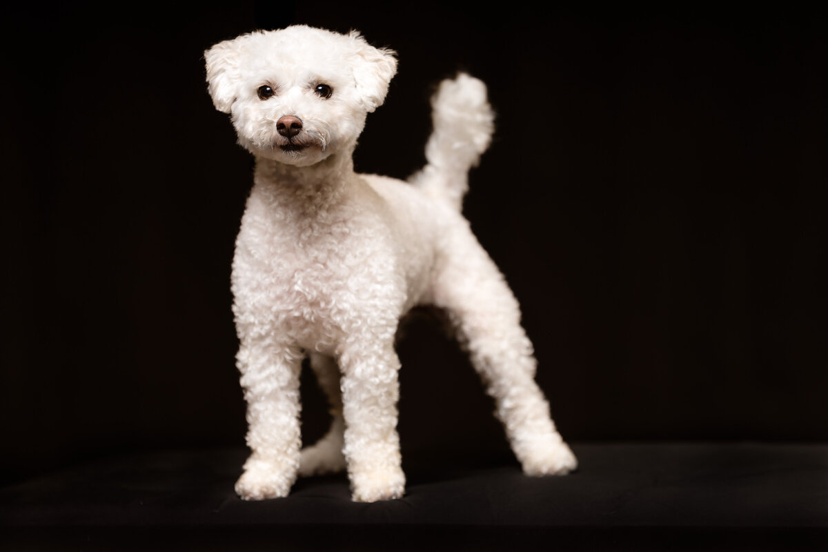 seattle-pet-photographer-4