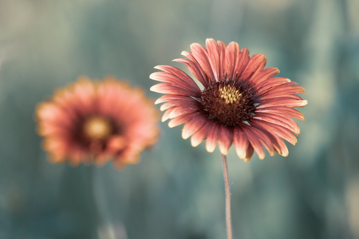 indian_blanket_8741_1